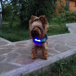 Dog Collar LED Light Night Safety