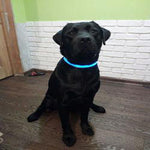 Dog Collar LED Light Night Safety